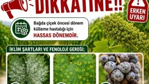 Bağlarda üreticilere ilaçlama uyarısı