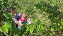 Aydın'da Dolu Yağışı Zarar Verdi