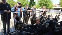 Muğla'da Kurbanlık Satışları Yoğunlaşmış Durumda