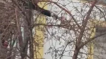 Kars'ta Güvercin Kurtarma Operasyonu