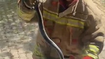 Hatay'da İki Yılan Yakalandı