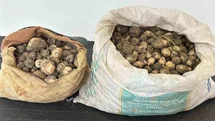 Tunceli'de Salep Soğanı Operasyonu