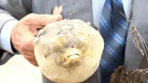 Balıkçı Kenan'dan Balon Balığı Uyarısı