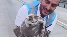 İstanbul'da Yavru Kedilerin Kurtarılması