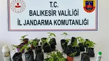 Erdek’te jandarmadan kenevir operasyonu
