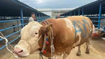 Bursa'da Kurbanlık Şampiyonu Tanıtıldı