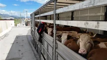 Erzincan'da Kurbanlık Hayvan Denetimi