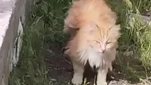 Erzincan'da İlginç Kedi Görüntüsü