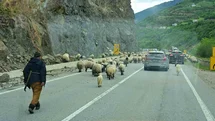 Gümüşhane Yaylalarına Geleneksel Hayvan Göçü Başladı