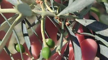 Didim'de Zeytin Güvesi Uyarısı