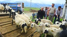 Erzincan’da tulum peyniri için zorlu yayla yolculuğu başladı