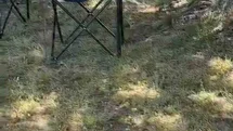 Bursa'da Sarı Yılan Tedirginliği