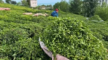 Rize'de Çay Hasadı Başladı