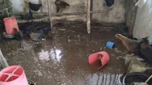 Tercan'da Su Baskını, Civcivler Telef Oldu