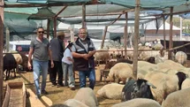 Didim'de Kurbanlık Hayvanlar Satışta