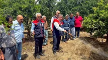 Mersin'de Akdeniz Meyve Sineğiyle Mücadele Devam Ediyor