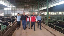 Kurban Bayramı Öncesi Hayvan Denetimleri Hatay'da Yapıldı