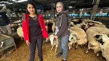 İki Kuzen Bursa'da Kurban Pazarında İlgi Çekiyor