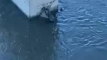 Ardahan'da Su Samuru Görüntülendi