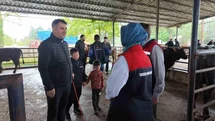 Düzce'de Hayvan Sevkiyatında Kontrol Uygulamaları