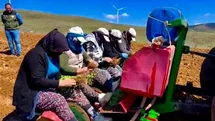 Afyonkarahisar'da Kekik Yetiştiriciliği Projesi