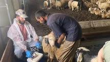 Kemah'ta Küçükbaş Hayvan Sağlık Taraması Yapıldı
