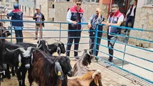 Bozdoğan'da Kurban Satış Denetimi Yapıldı