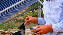 Yaralı Kargayı Besleyen Vatandaş