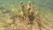 Kuşadası'nda Yılancıburnu Uyarısı Yapıldı