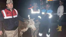 Siverek'te Çalınan Büyükbaş Hayvan Bulundu