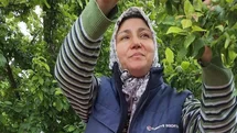 Yaz Meyveleri Üreticilerin Yüzünü Güldürdü
