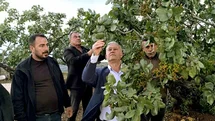 Gaziantep'te Fıstık Bahçelerine Dolu Ziyareti