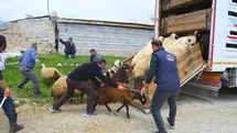 Erzincan'da Yayla Yolculuğu Başladı