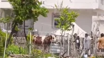 Kaçan kurbanlık iğne vurularak yakalandı