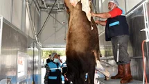 Kurban Kesim Kurallarına Uymayanlar Cezalandırılacak