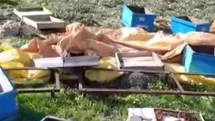 Sivas'ta Ayı Arı Kovanlarını Parçaladı