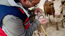 Afyonkarahisar'da Hayvan Pazarlarına Denetim