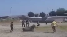 Kaçan İnek Balıkesir'de Paniğe Neden Oldu