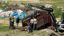 Sivas'ta Kaçan Kurbanlık Tosun Yakalandı