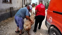Tarsus’ta Şehit Ailelerine Kurban Bayramı Hediyesi: 92 Kurbanlık Dağıtıldı
