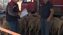 Köşk'te Veteriner Denetimleri Devam Edecek