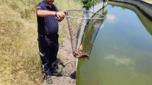 Bozdoğan’da Yaralı Kartal Kurtarıldı