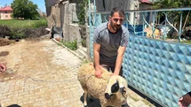 Erzincan'da Kaçan Koyun Yakalandı