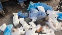 İzmir'de 33 Kedi Öldüren Veteriner Tutuklandı