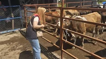 Aydın’da Kurban Bayramı denetimleri aralıksız sürüyor