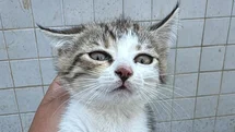 Erdemli Altınkum Sitesi’nde Havalandırma Boşluğuna Düşen Kedi, İtfaiye Tarafından 17 Metreden Kurtarıldı