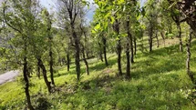 Şırnak’ta Tırtıl İstilası Başladı