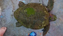 Yaralı Caretta caretta’ya yardım eli uzandı