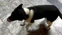 Atların Yanında Büyüyen Köpek İlgi Odağı Oldu