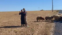 Kaybolan Hayvanlar Jandarma Tarafından Bulundu
